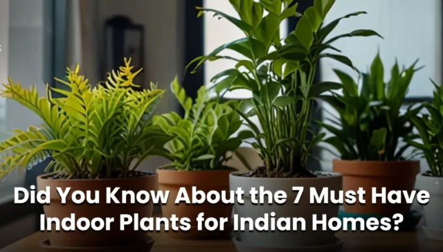 Indoor Plants for Indian Homes